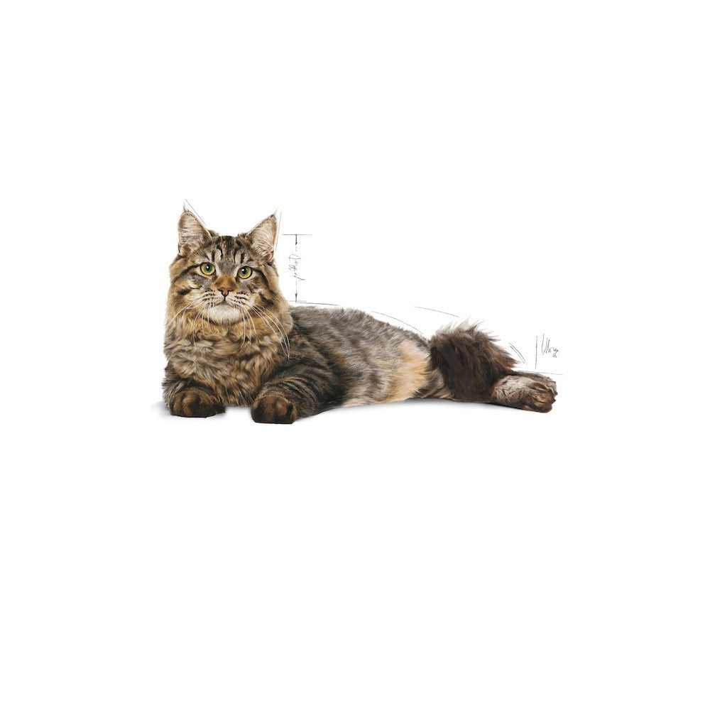 Royal Canin Urinary Care Adult Dry Cat Food 400g & 2kg